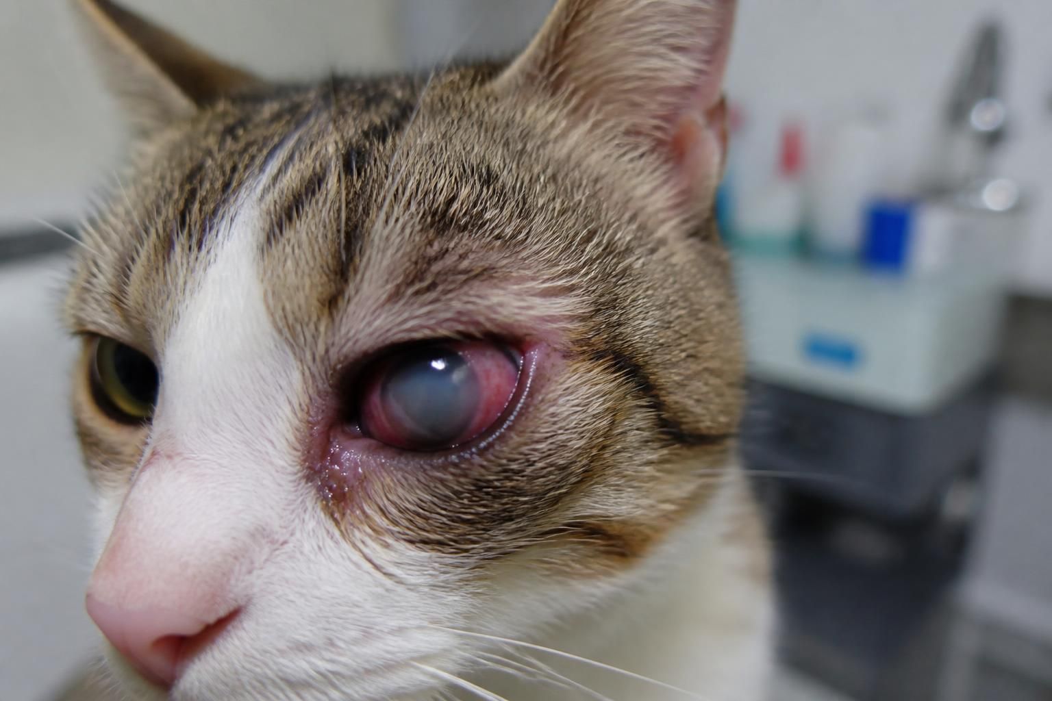 découvrez les symptômes, causes et traitements de l'ulcère à l'œil chez le chat pour assurer la santé oculaire de votre animal de compagnie.